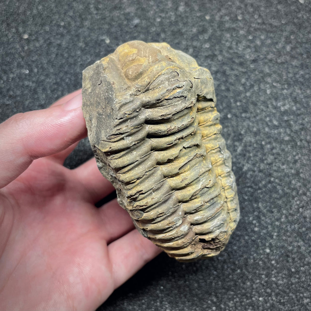 F3011 | Trilobite | Flexicalymene sp.