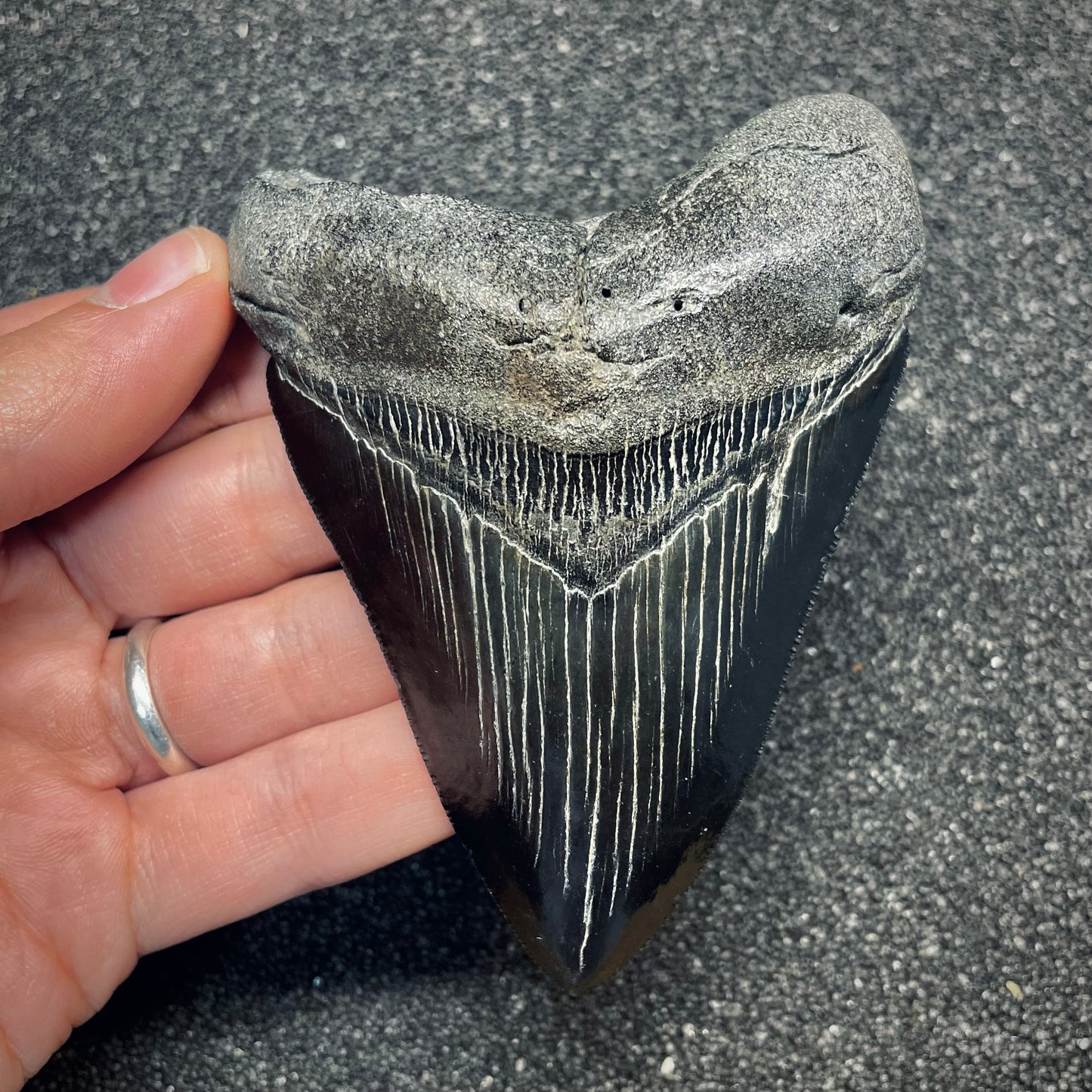 F2630 | Squalo | Otodus megalodon