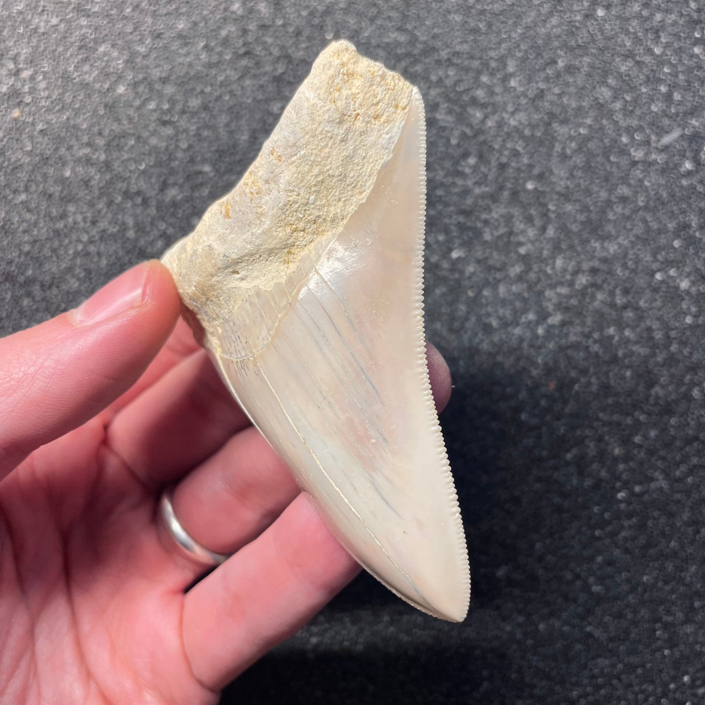 F2434 | RARO | Squalo | Otodus megalodon