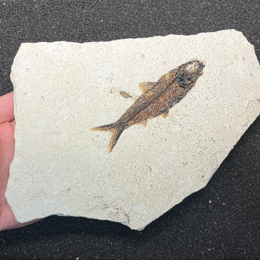 F3074 | Pesce | Knightia eocaena
