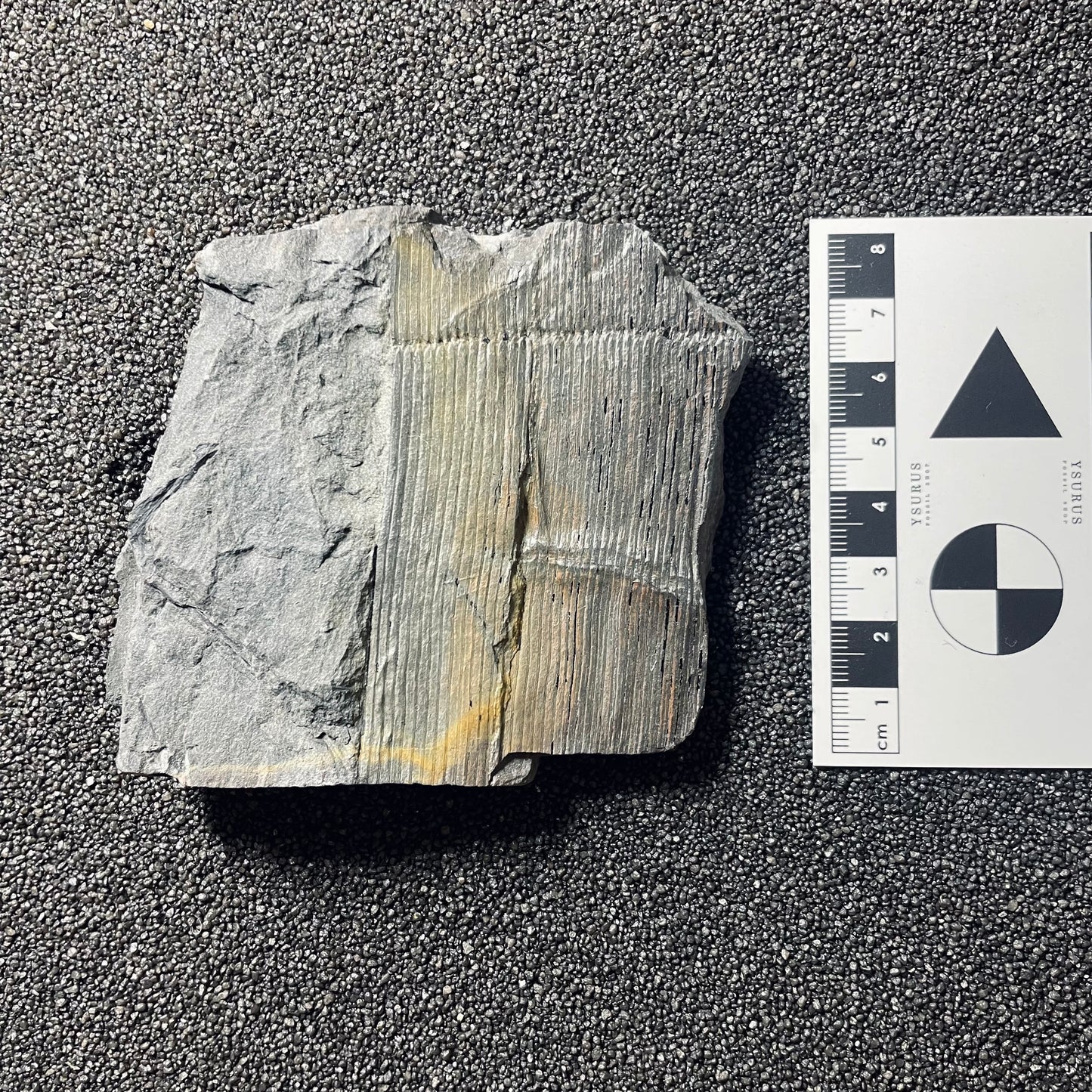 F2485 | Pianta | Calamites sp.