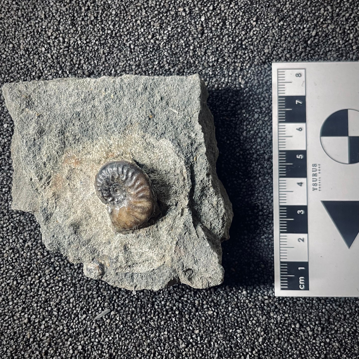 F2571 | Ammonite | Graphoceratidae indet.