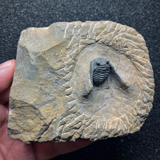 F965 | Trilobite | Leonaspis sp.