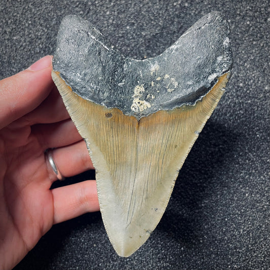 F1852 | Squalo | Otodus megalodon