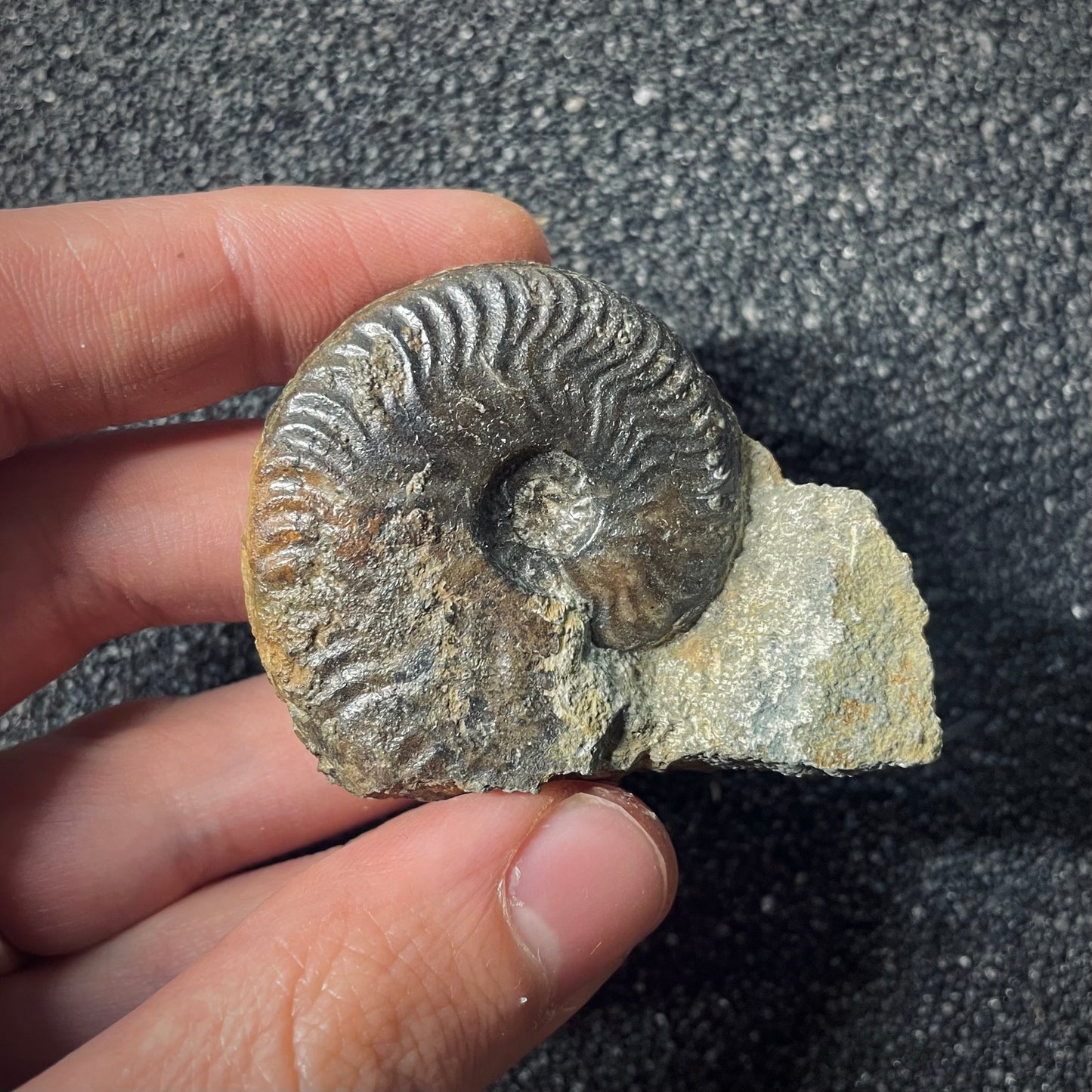 F2567 | Ammonite | Graphoceratidae indet.