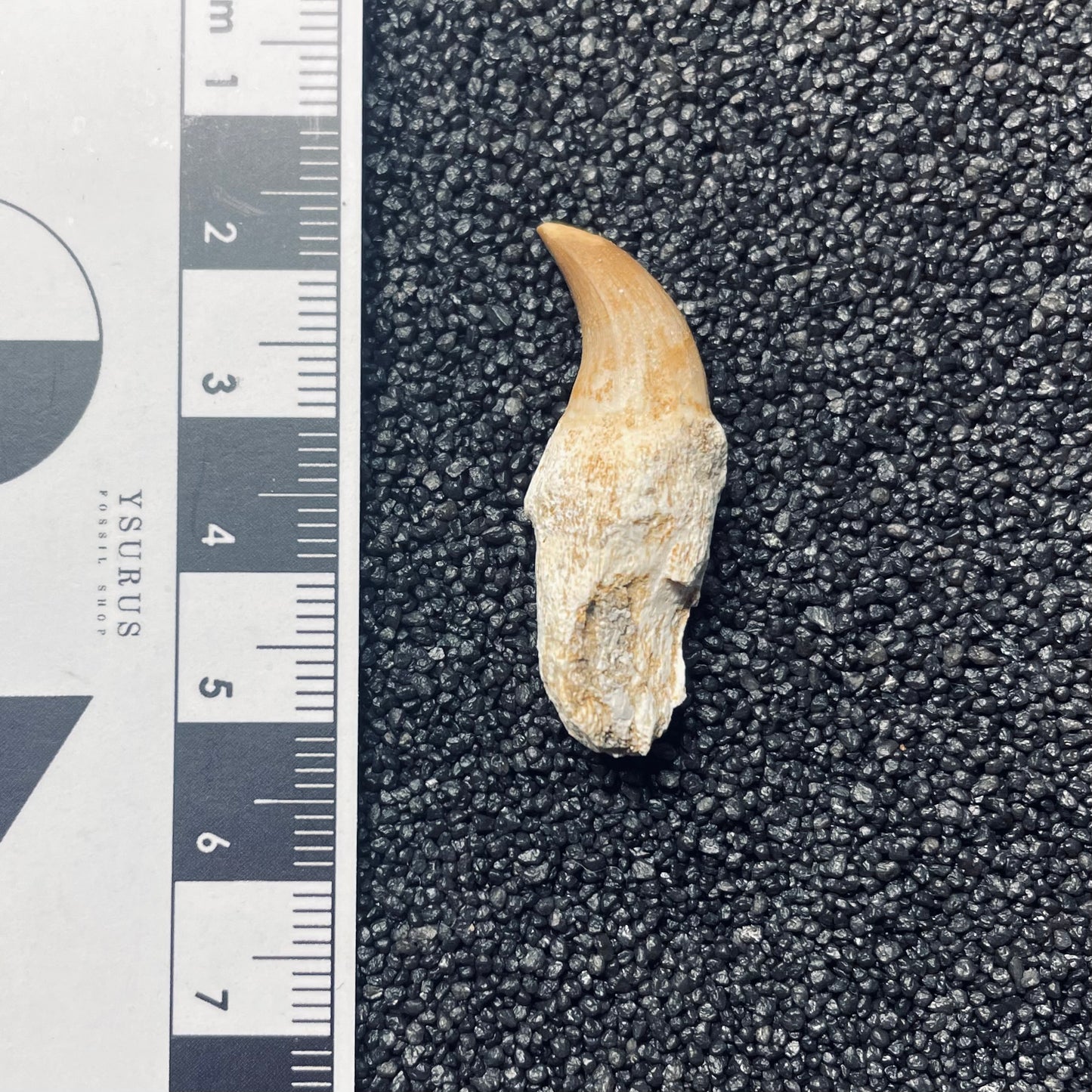 F1830 | Mosasauro | Halisaurus arambourgi