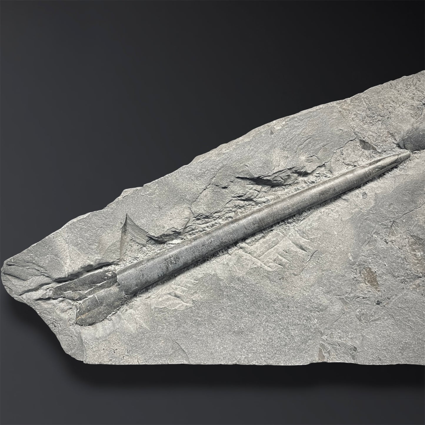 F2804 | Belemnite | Belemnoidea indet.
