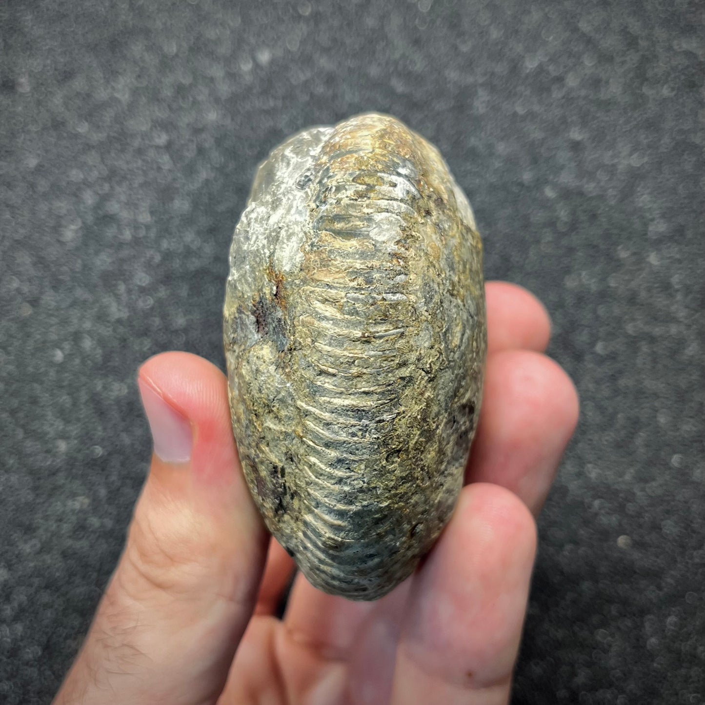 FNP24 | Fossile da preparare | Ammonite | Dactylioceratidae indet.