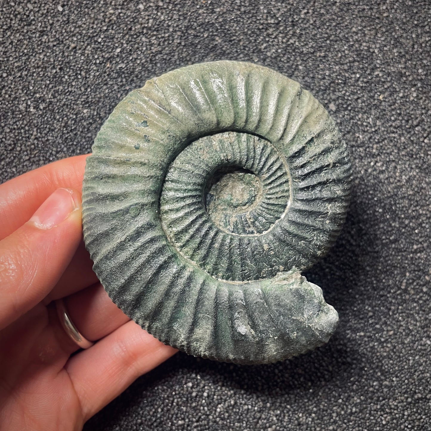 F2576 | Ammonite | Orthosphinctes sp.