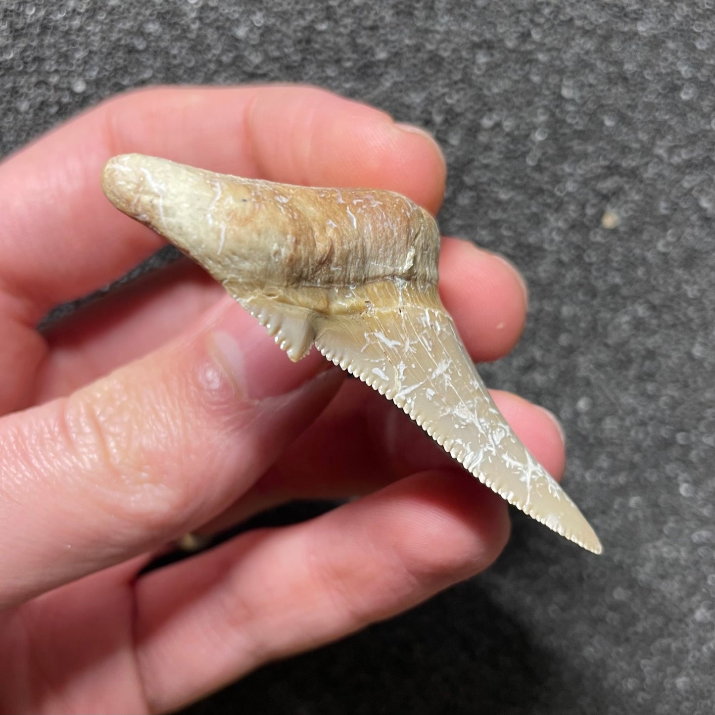 F2502 | Squalo | Otodus sokolovi