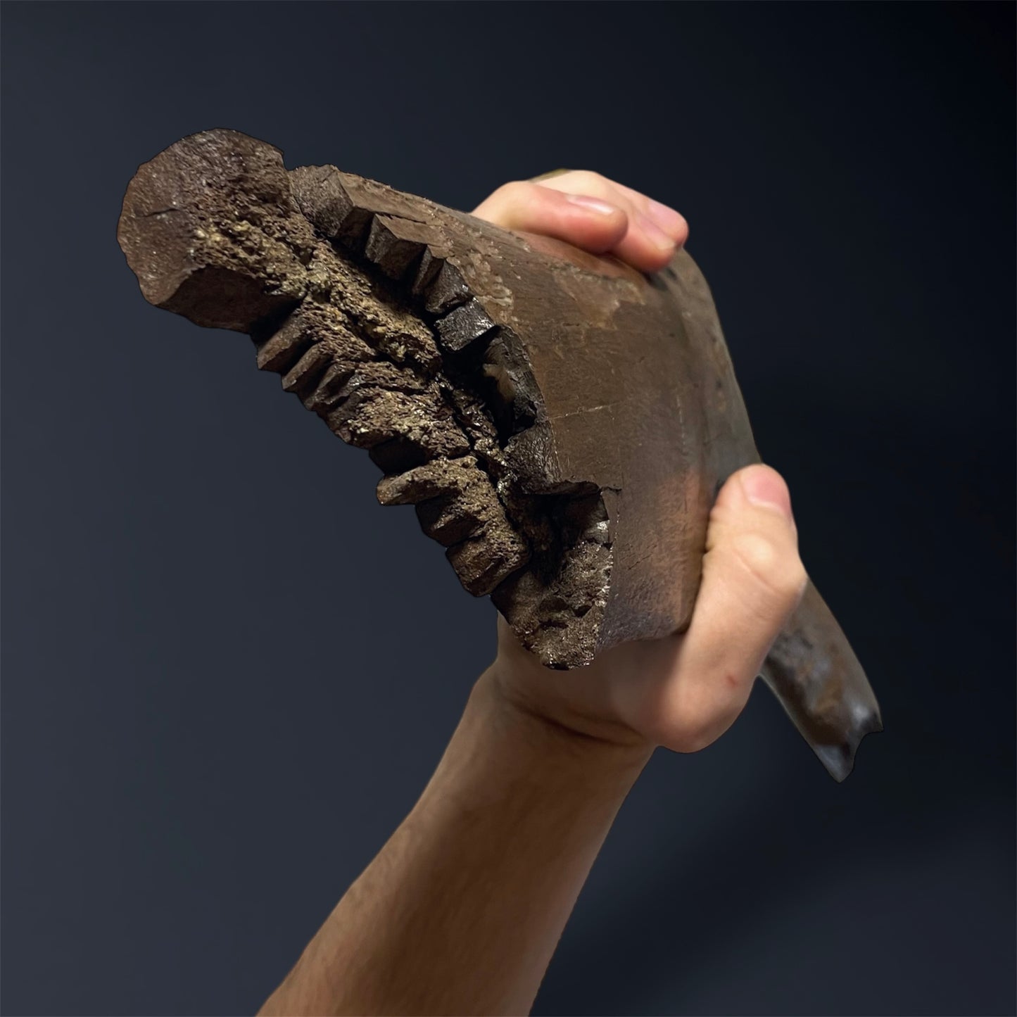 F2508 | Dinosauro | Edmontosaurus sp.