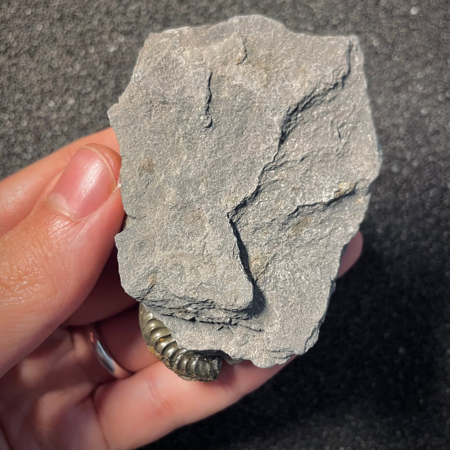 F2168 | Ammonite | Graphoceratidae indet.