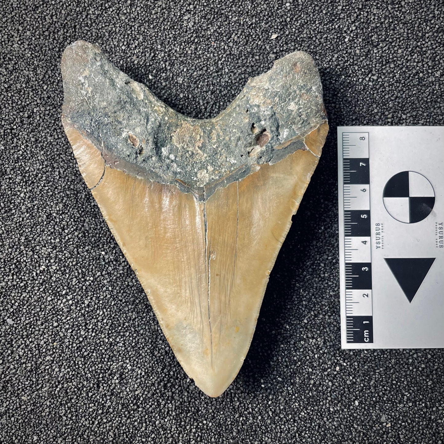 F2579 | Squalo | Otodus megalodon