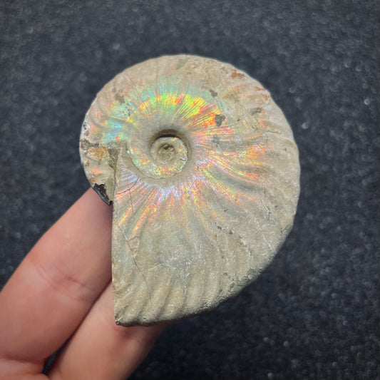 F2650 | Ammonite | Cleoniceras sp.