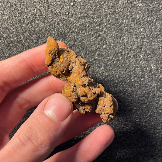 F2456 | Coprolite - Cololite | Testuggine