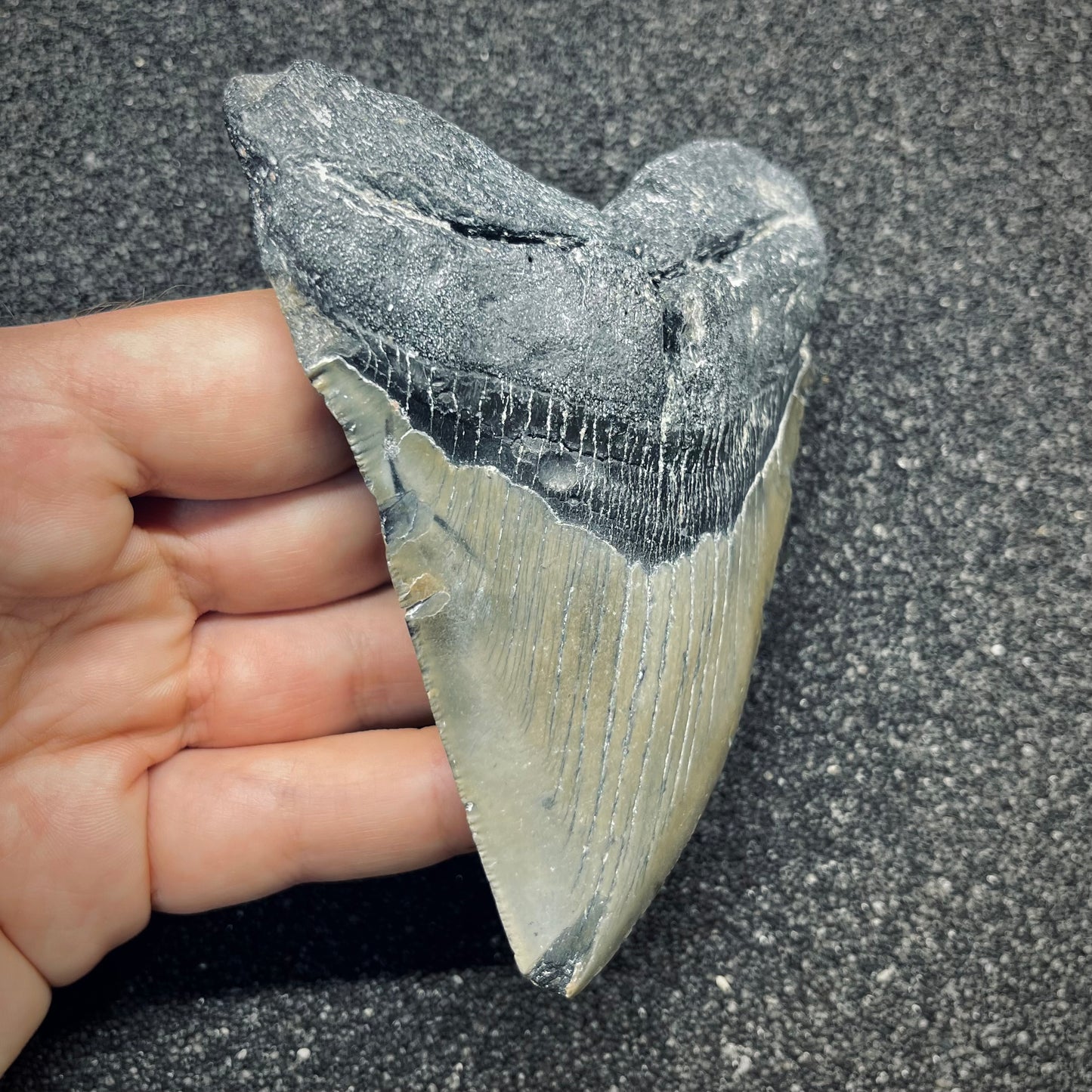 F2776 | Squalo | Otodus megalodon