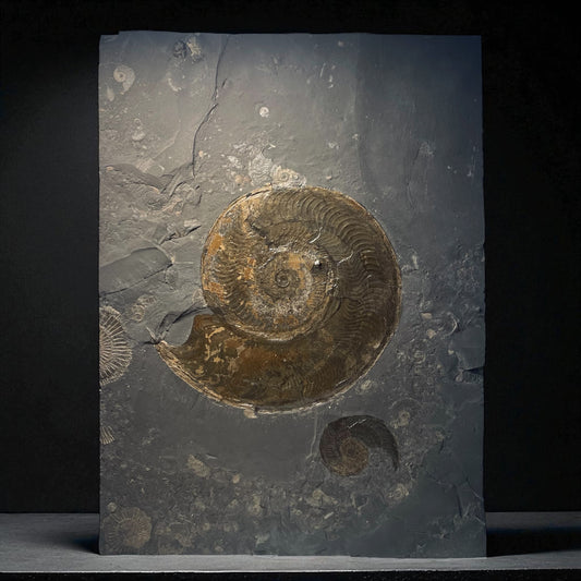 F1999 | Ammonite | Harpoceras falcifer