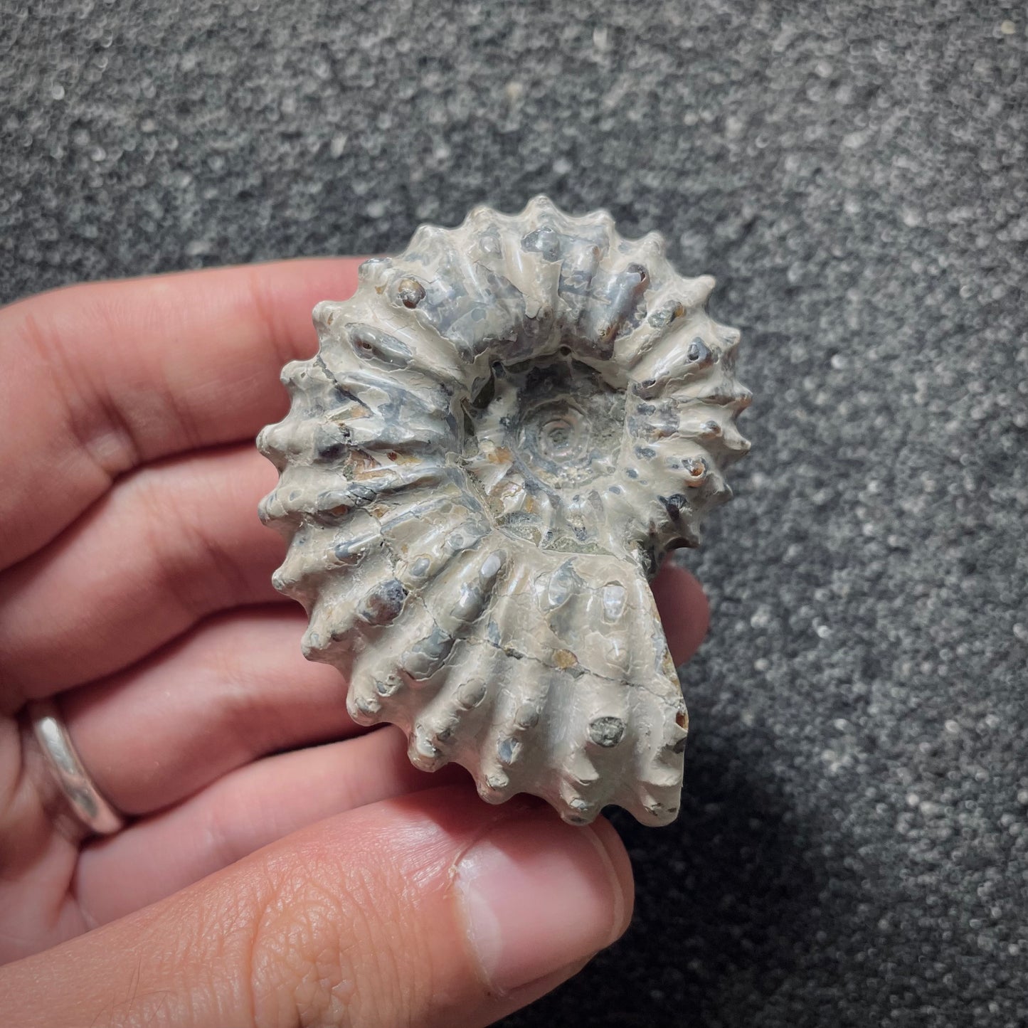 F2020 | Ammonite | Douvilleiceras sp.