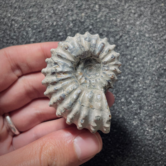 F2020 | Ammonite | Douvilleiceras sp.