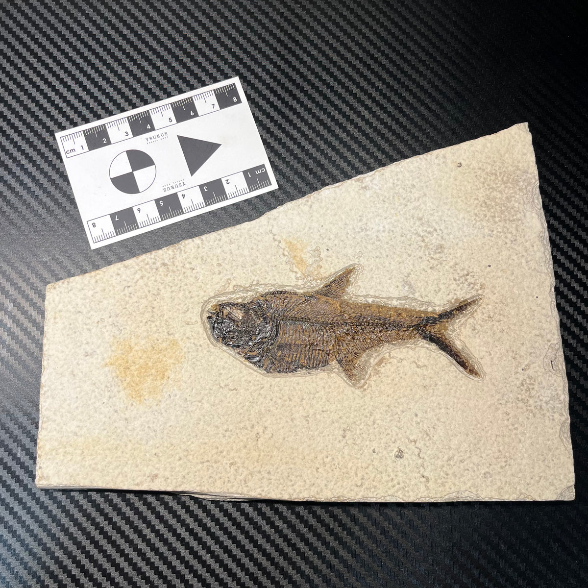F3071 | Pesce | Diplomystus dentatus