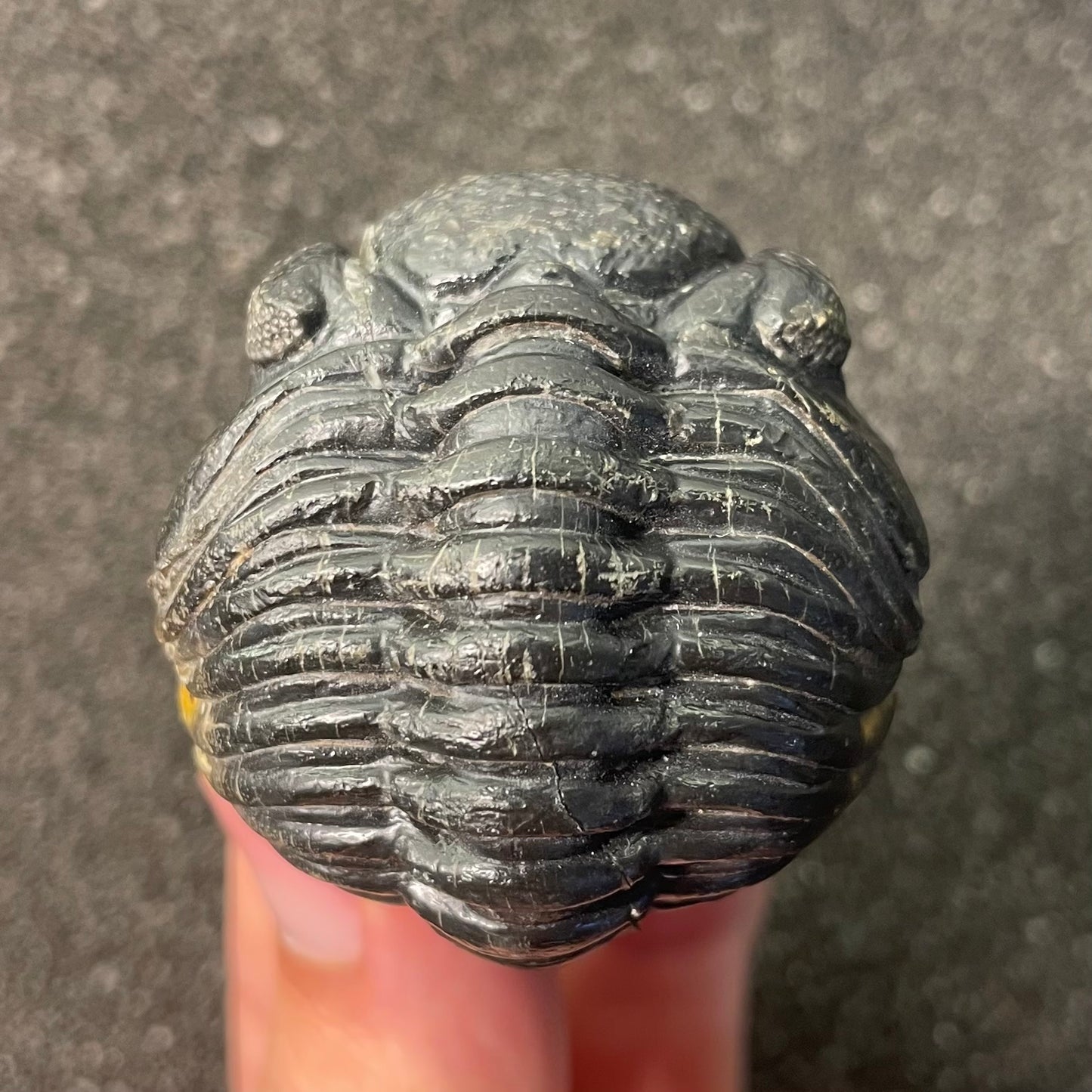 F2604 | Trilobite | Phacopidae indet.