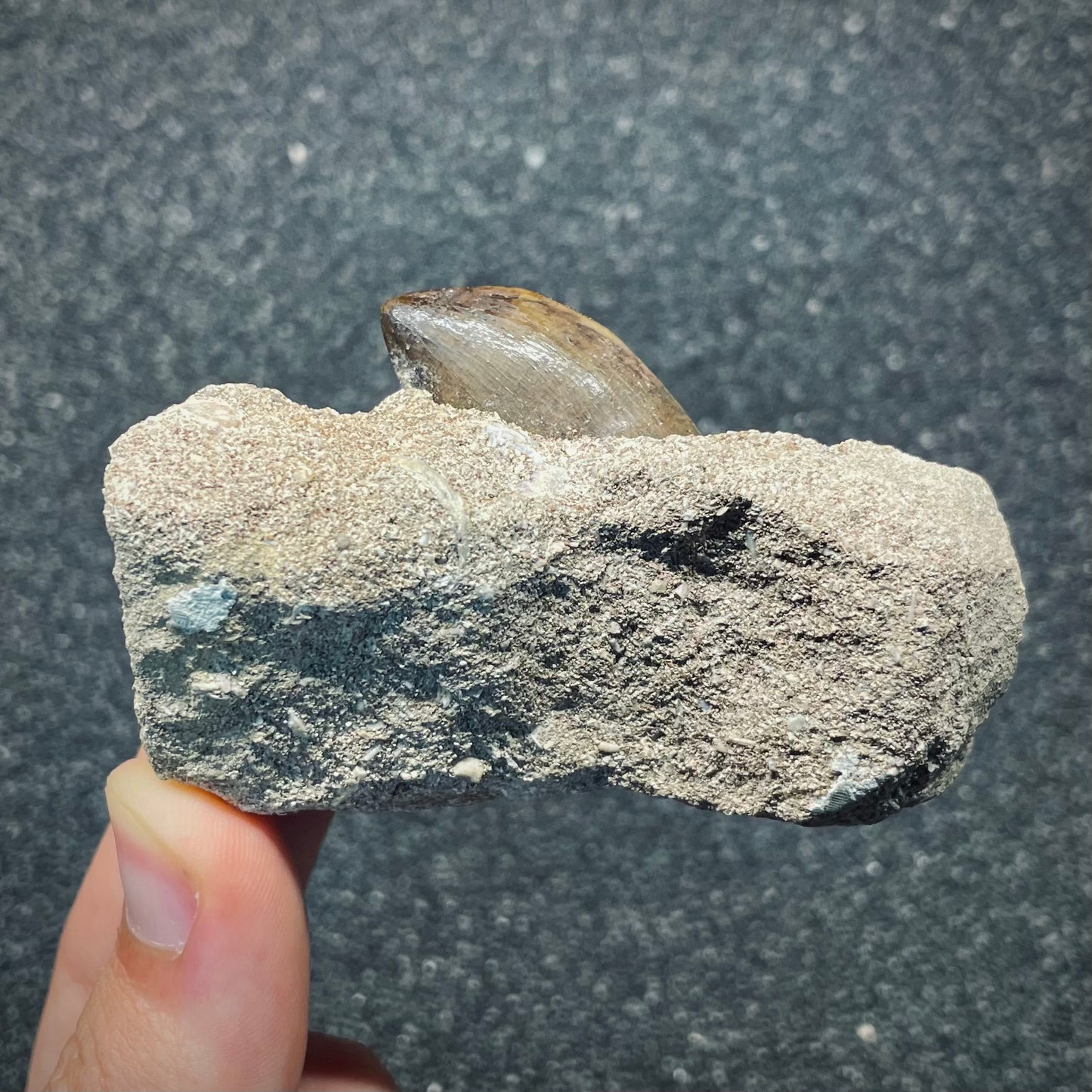 F2698 | Mosasauro | Mosasauridae indet.