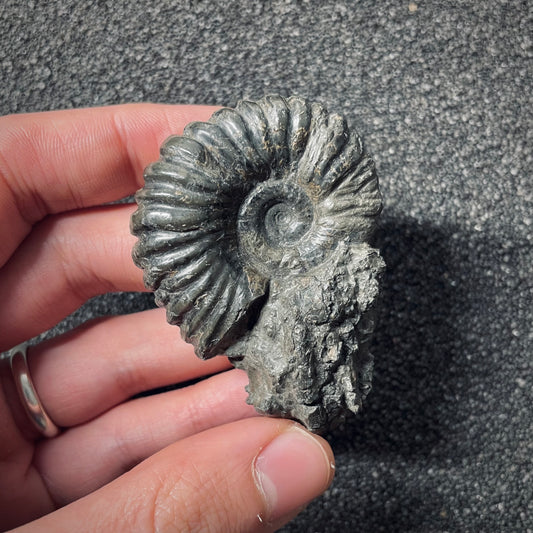 F2556 | Ammonite | Pachylytoceras hircinum