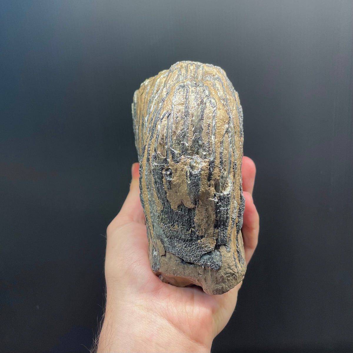 F3080 | Mammut | Mammuthus sp.