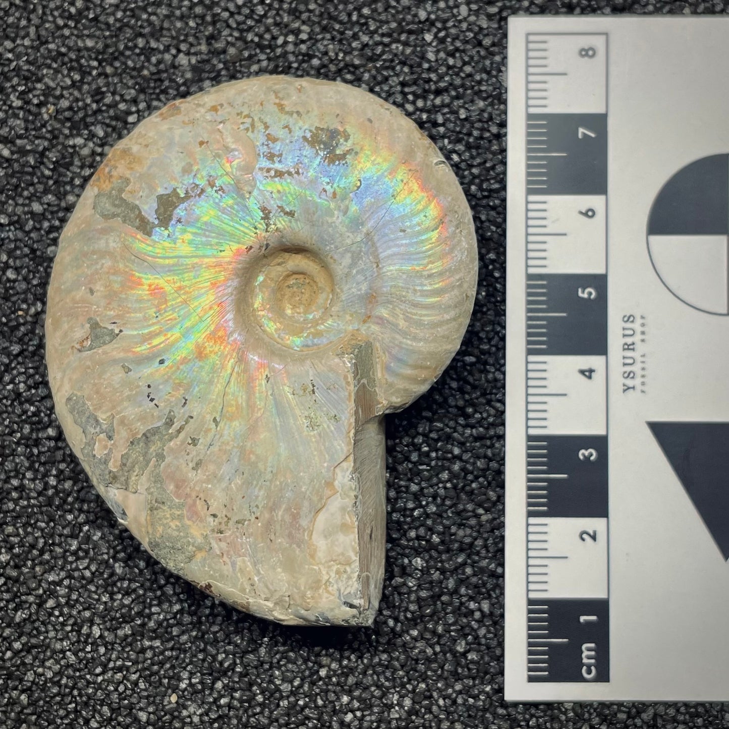 F2651 | Ammonite | Cleoniceras sp.