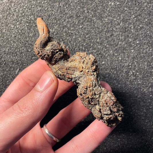 F2454 | Coprolite - Cololite | Testuggine