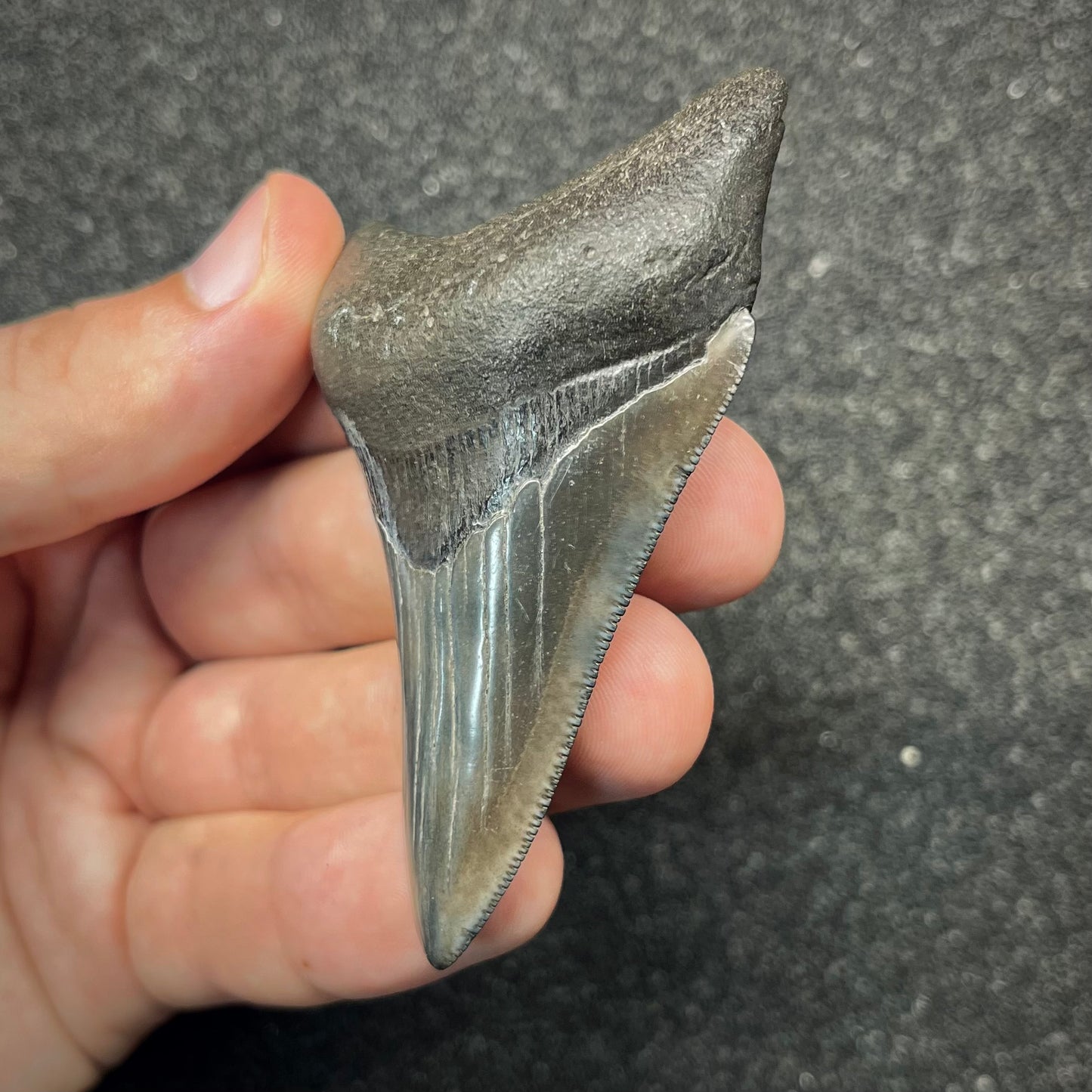 F2866 | Squalo | Otodus megalodon