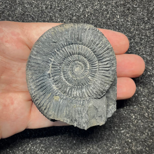 F2911 | Ammonite | Perisphinctidae indet.