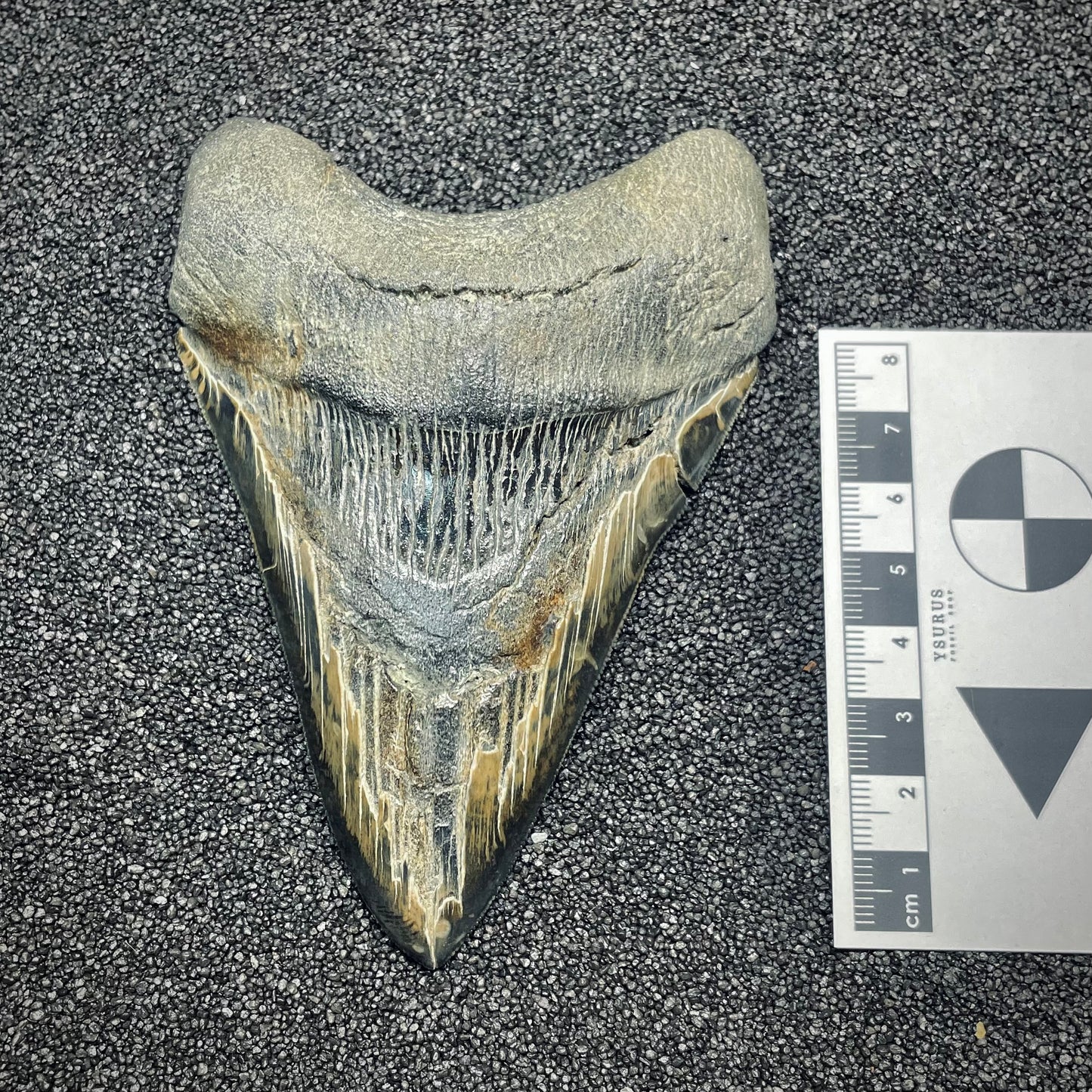F2629 | Squalo | Otodus megalodon