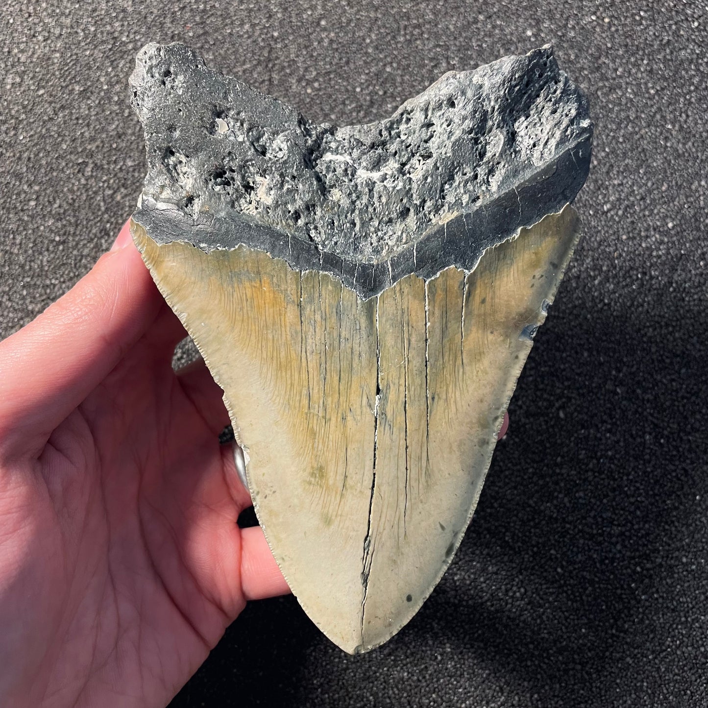 F2354 | Squalo | Otodus megalodon