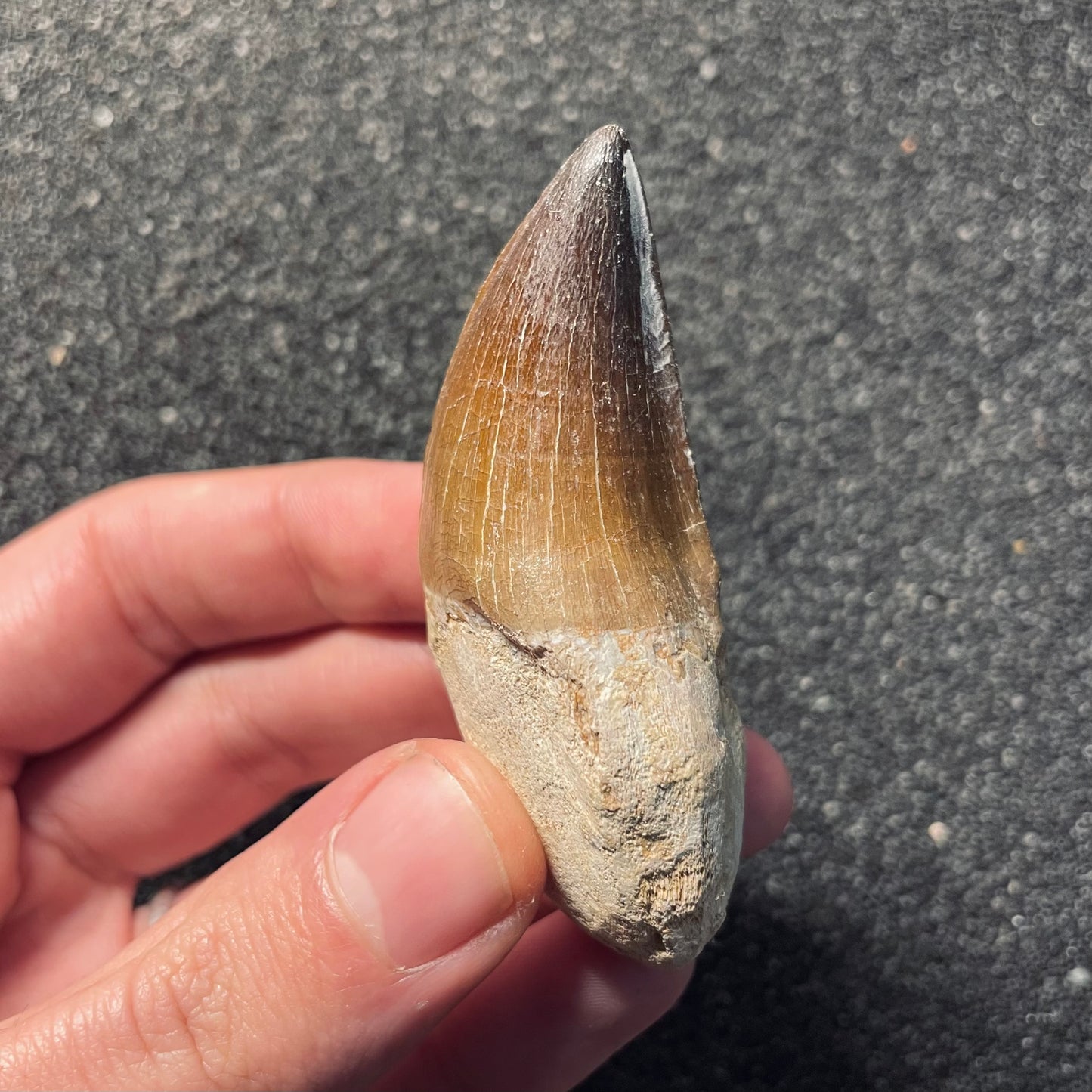 F2116 | Mosasauro | Prognathodon sp.