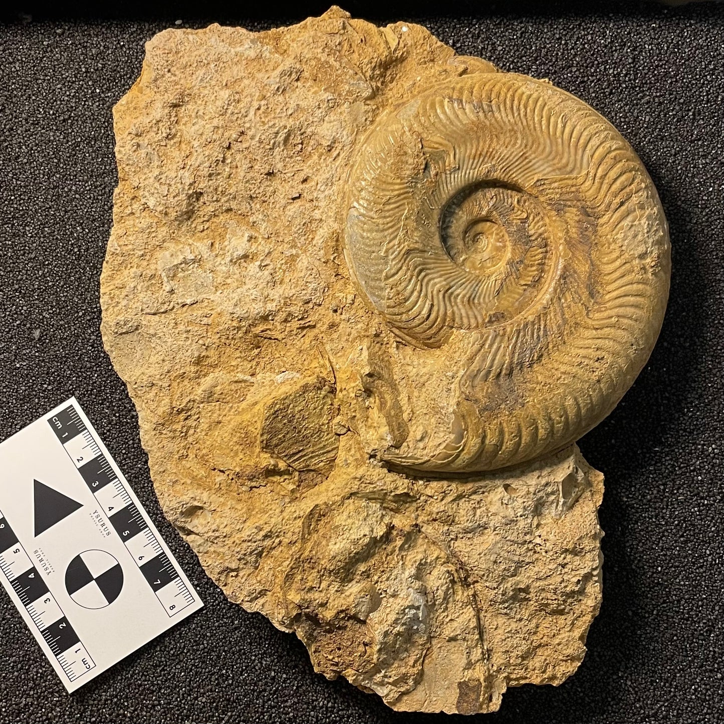 F2503 | Ammonite | Harpoceras falcifer