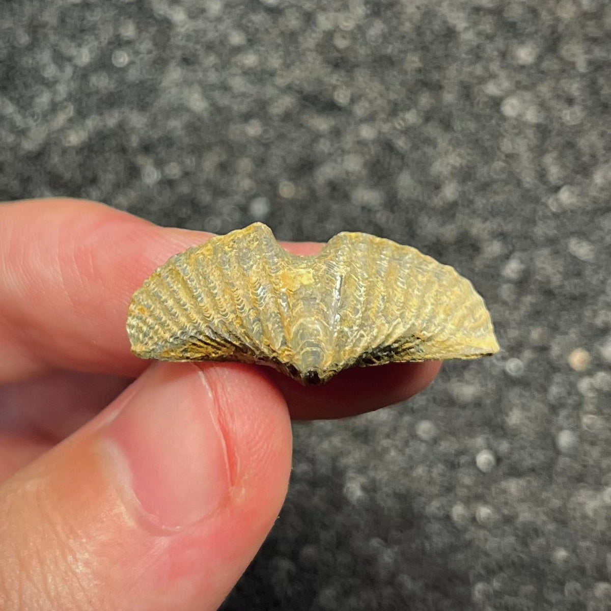 F2952 | Brachiopode | Brachiopoda indet.