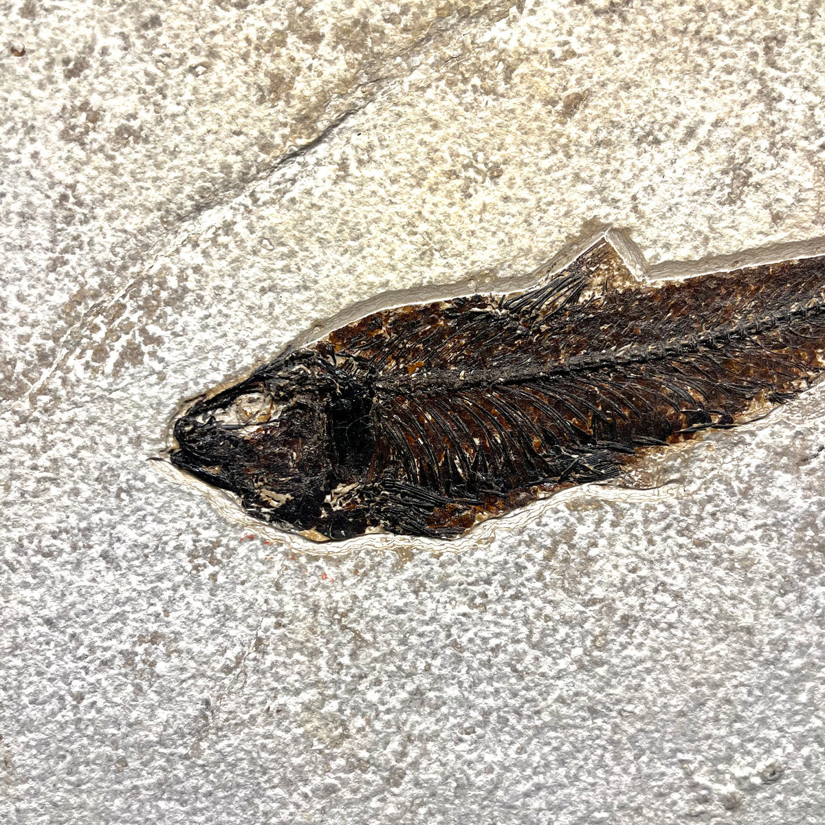 F3068 | Pesce | Knightia eocaena