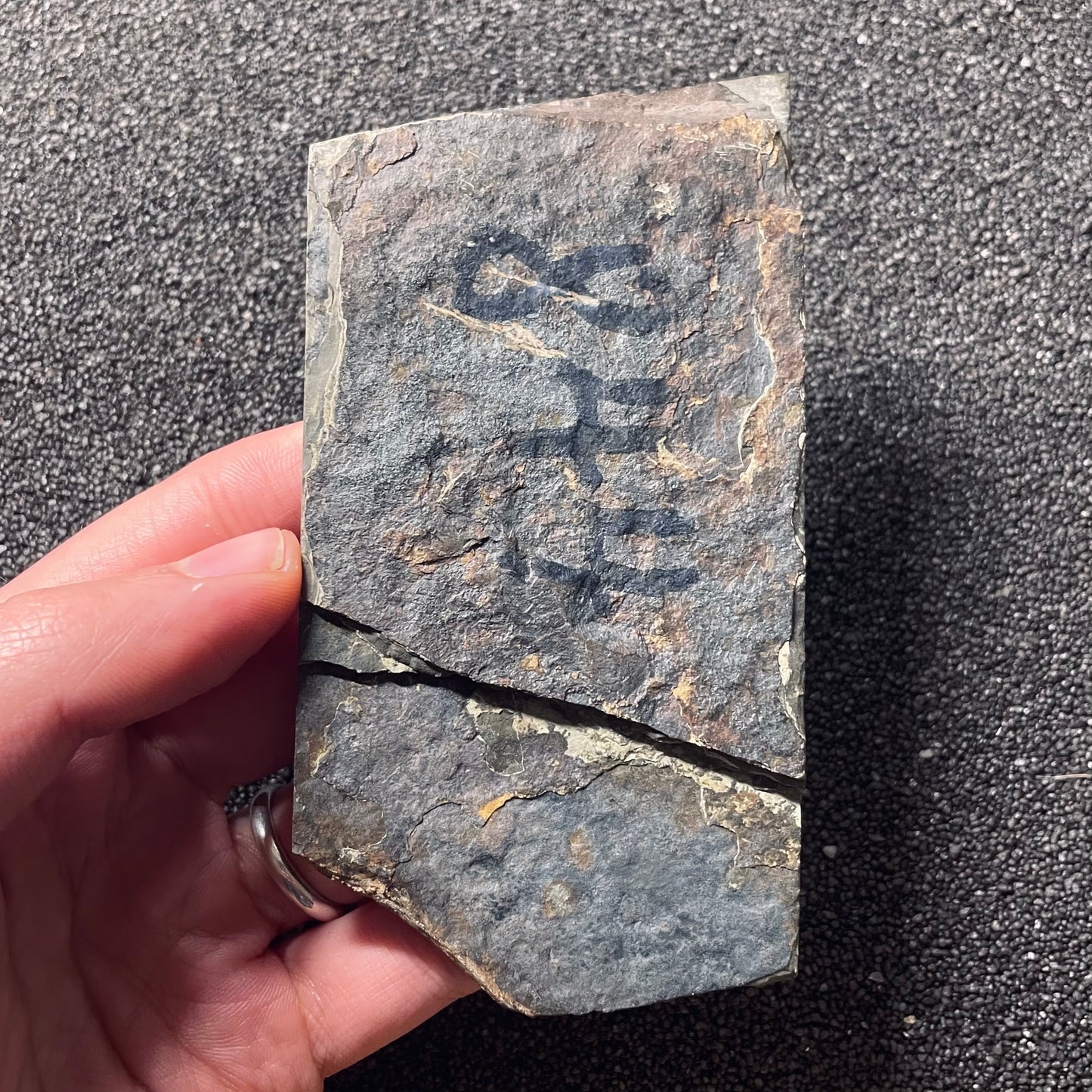 F2110 | Anfibio | Branchiosauridae indet.