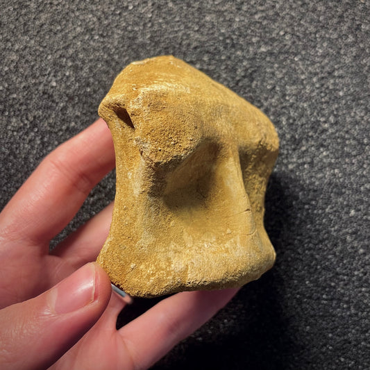 F2149 | Dinosauro | Spinosaurus aegyptiacus