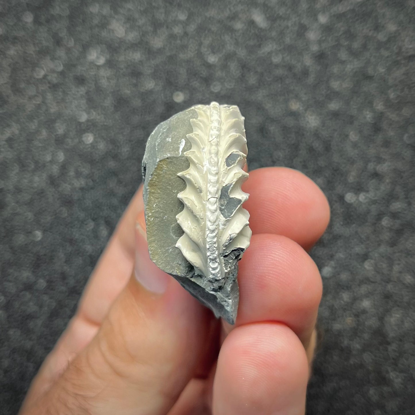 F2905 | Ammonite | Pleuroceras sp.