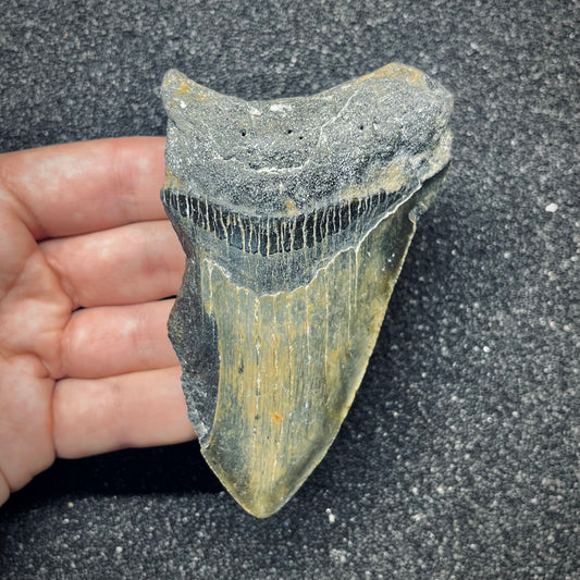 F2775 | Squalo | Otodus megalodon