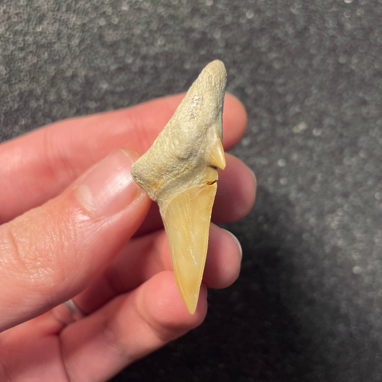 F2211 | Squalo | Otodus obliquus