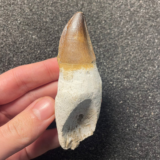 F2286 | Mosasauro | Prognathodon sp.