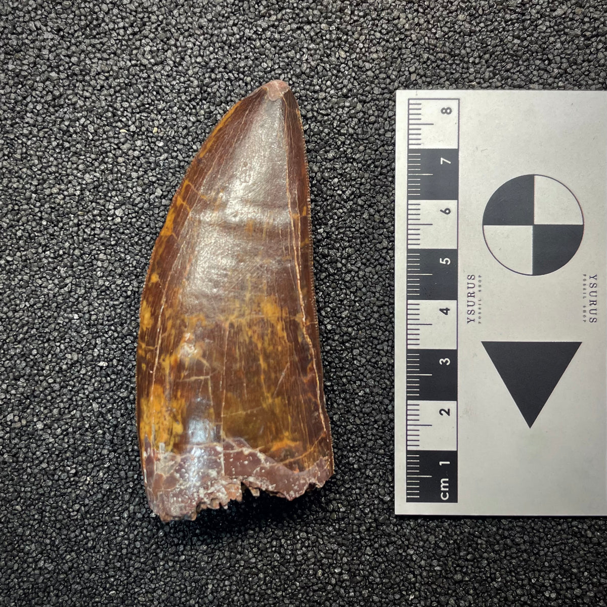 F3063 | Dinosauro | Carcharodontosaurus saharicus