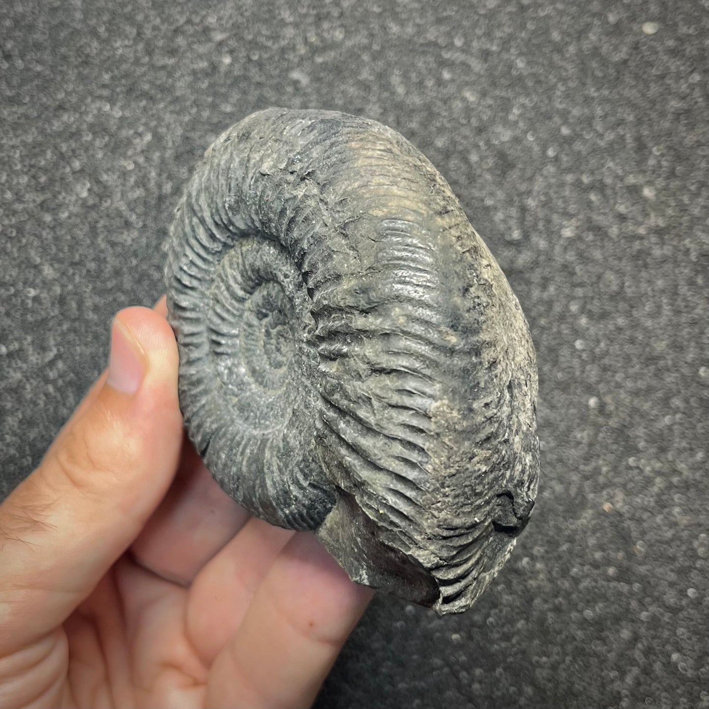 F2912 | Ammonite | Perisphinctidae indet.