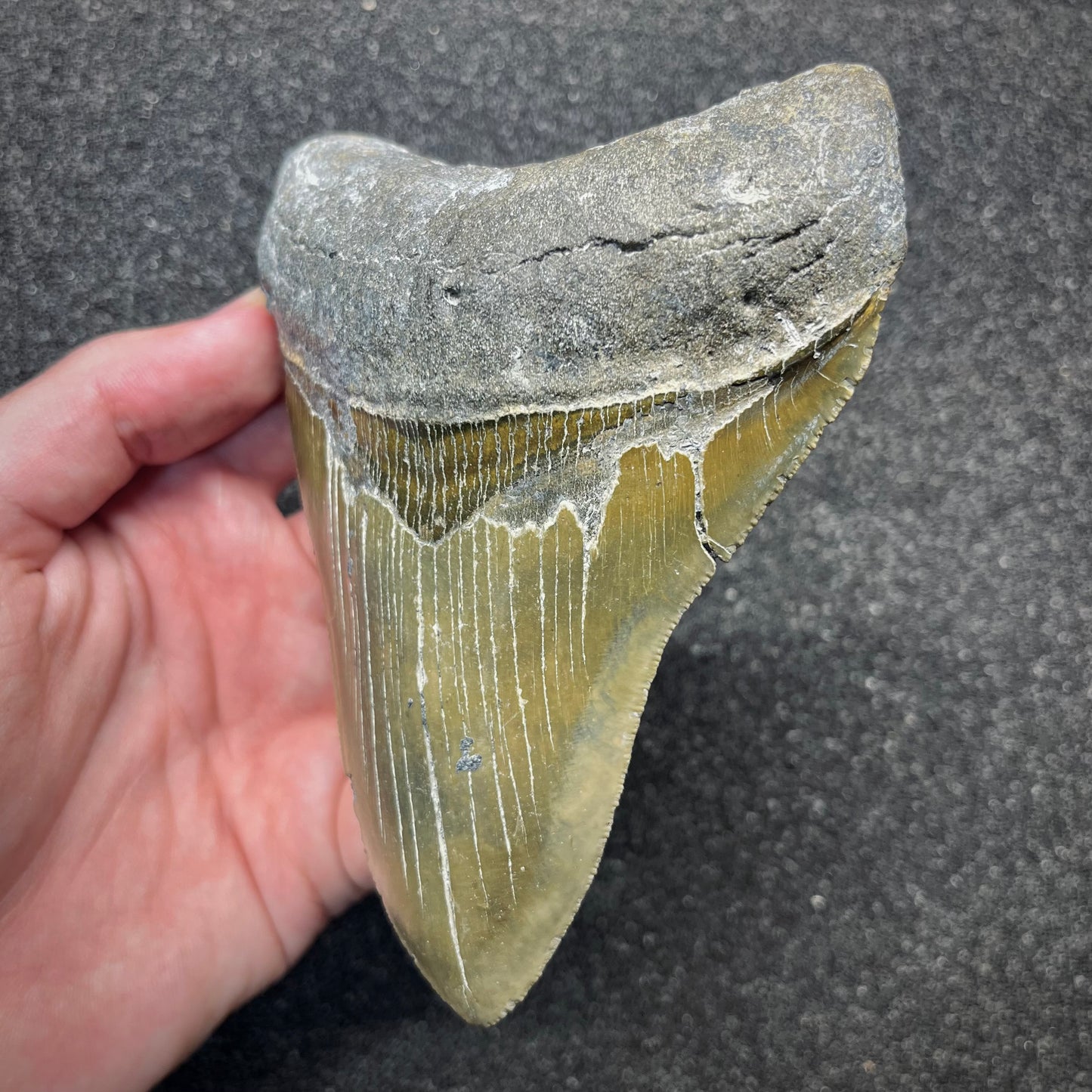 F2931 | Squalo | Otodus megalodon