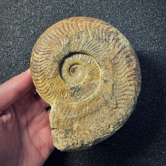 F1952 | Ammonite | Harpoceras falcifer