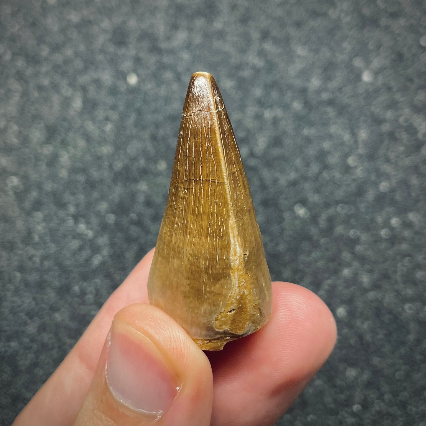 F2696 | Mosasauro | Mosasauridae indet.