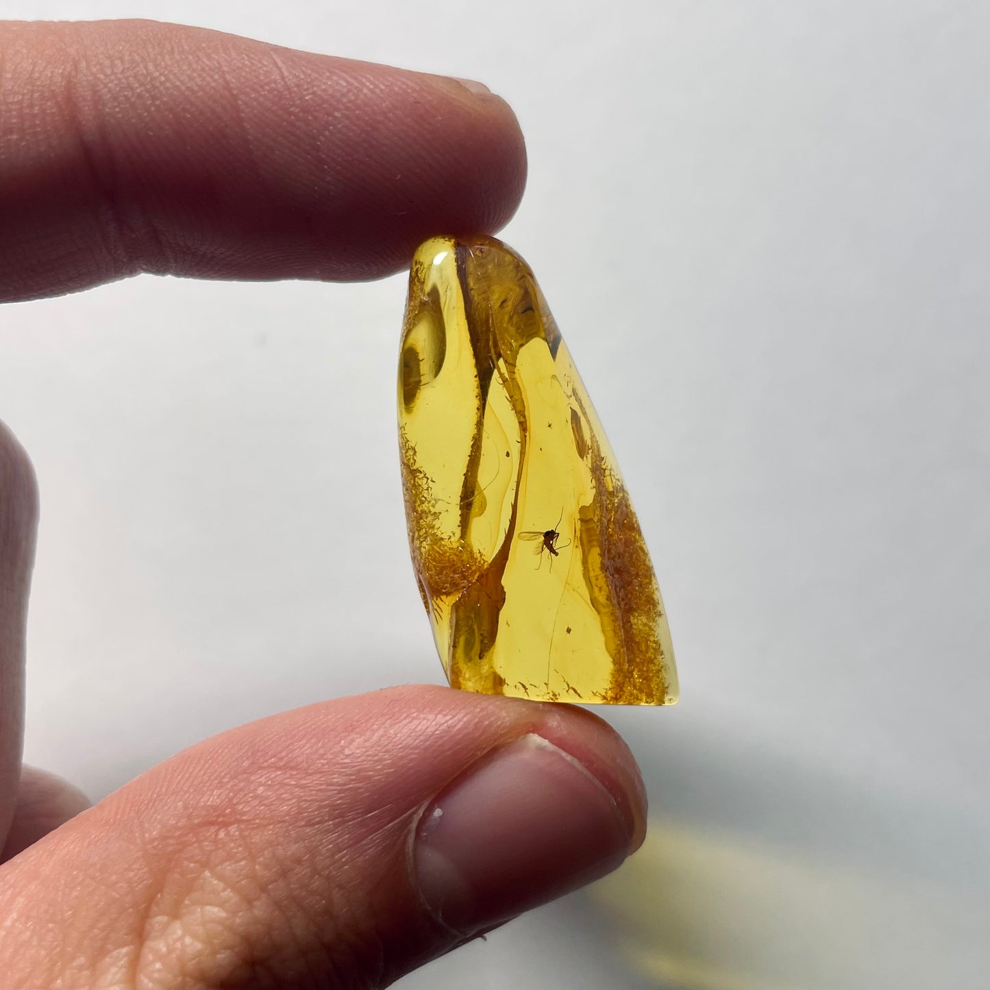 F2089 | Ambra con inclusione | Chironomidae indet.